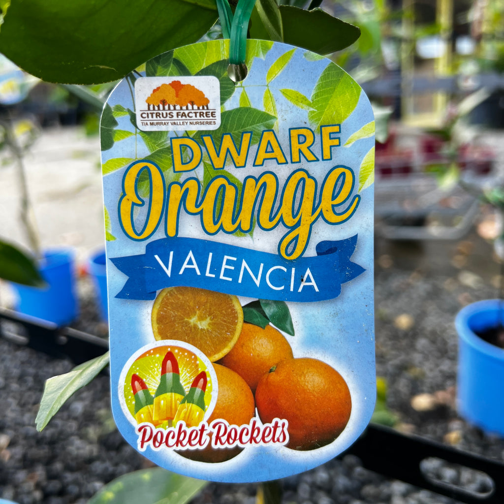 Orange Valencia Dwarf - 20cm Pot