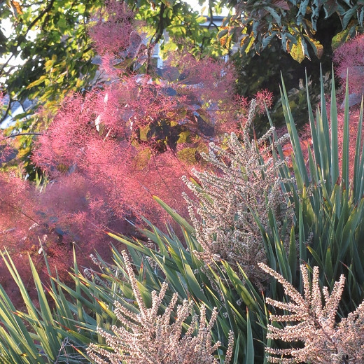 Cotinus Royal Purple Smokebush - 20cm Pot
