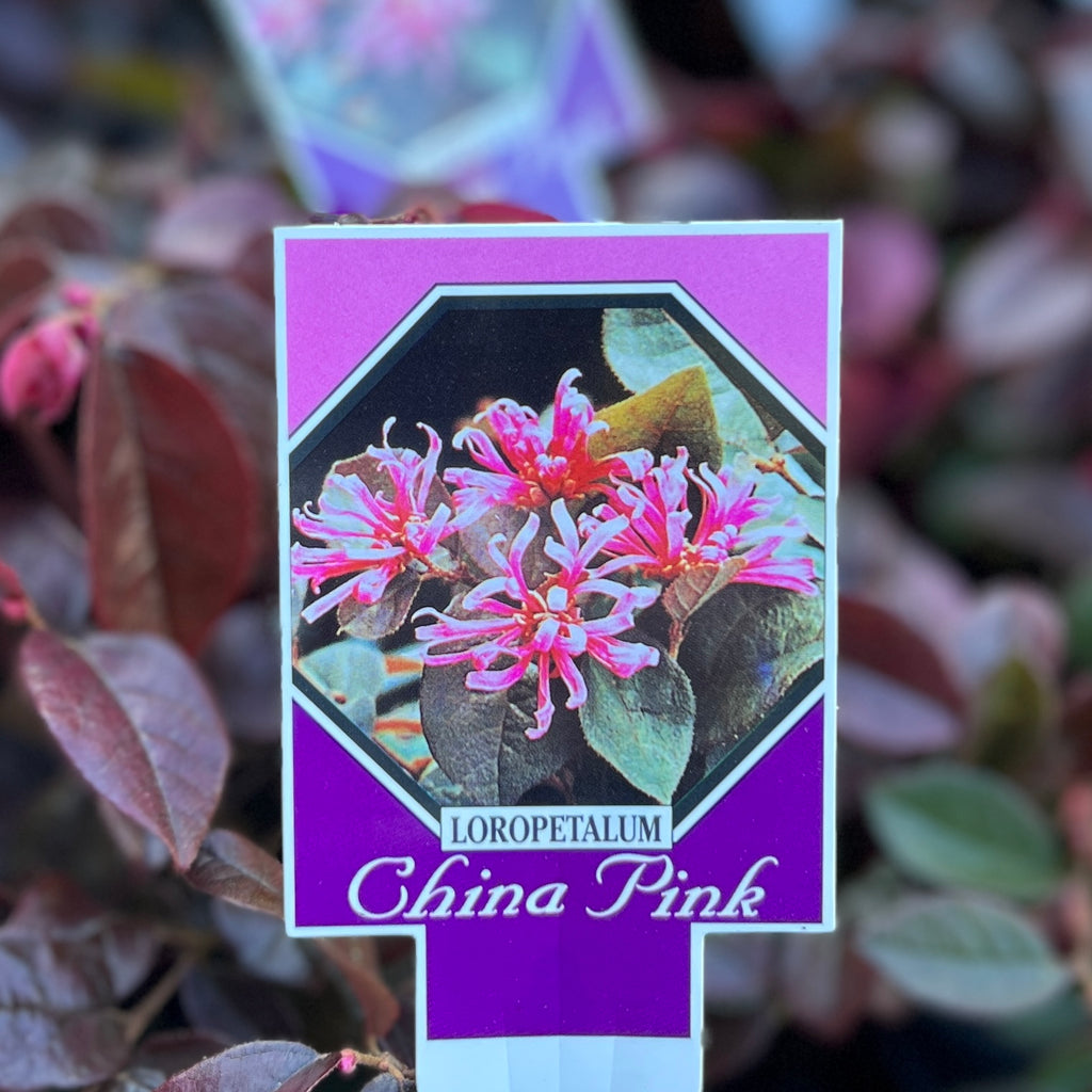 Loropetalum China Pink - 14cm Pot
