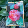 Camellia Japonica Nuccio's Jewel - 20cm Pot