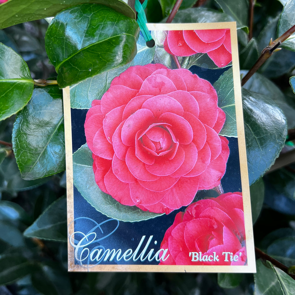 Camellia Japonica Black Tie - 20cm Pot