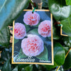 Camellia Japonica Debutante - 20cm Pot