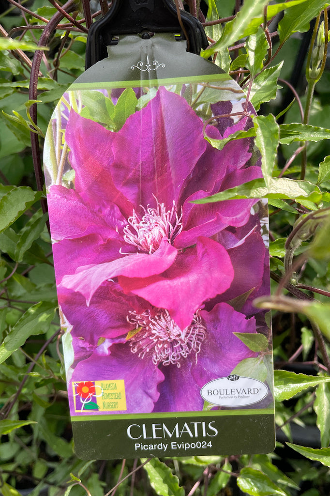 Clematis Picardy Evipo 024