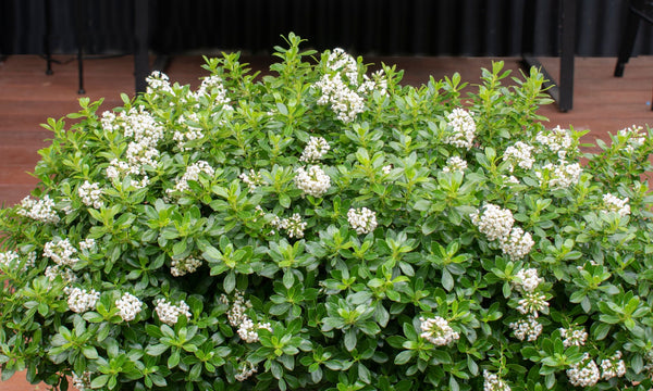 Escallonia White Hedge With Edge - 14cm Pot