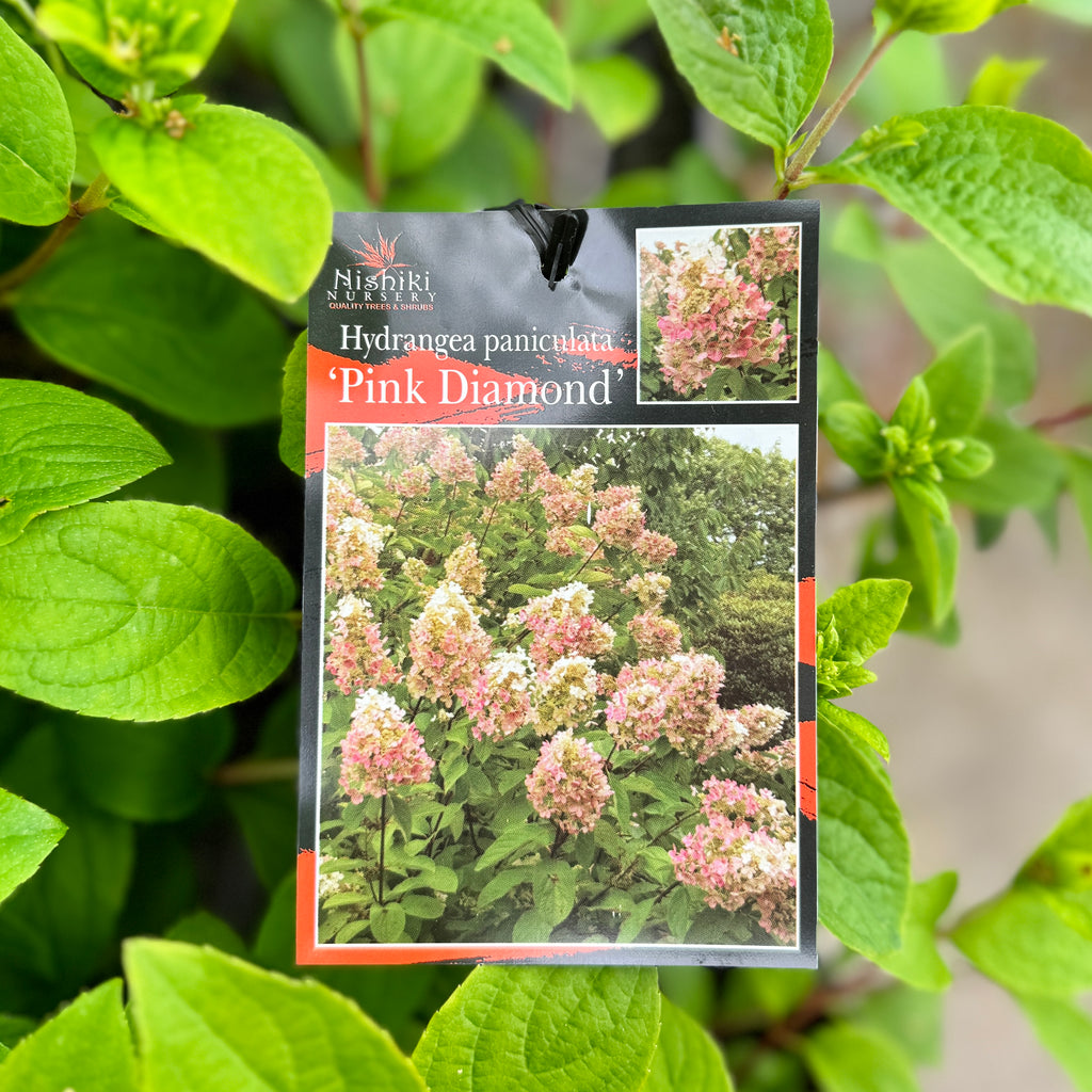 Hydrangea Paniculata Pink Diamond - 20cm Pot