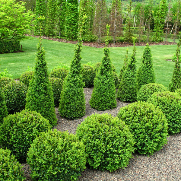 Buxus Ball Topiary - 50cm Pot