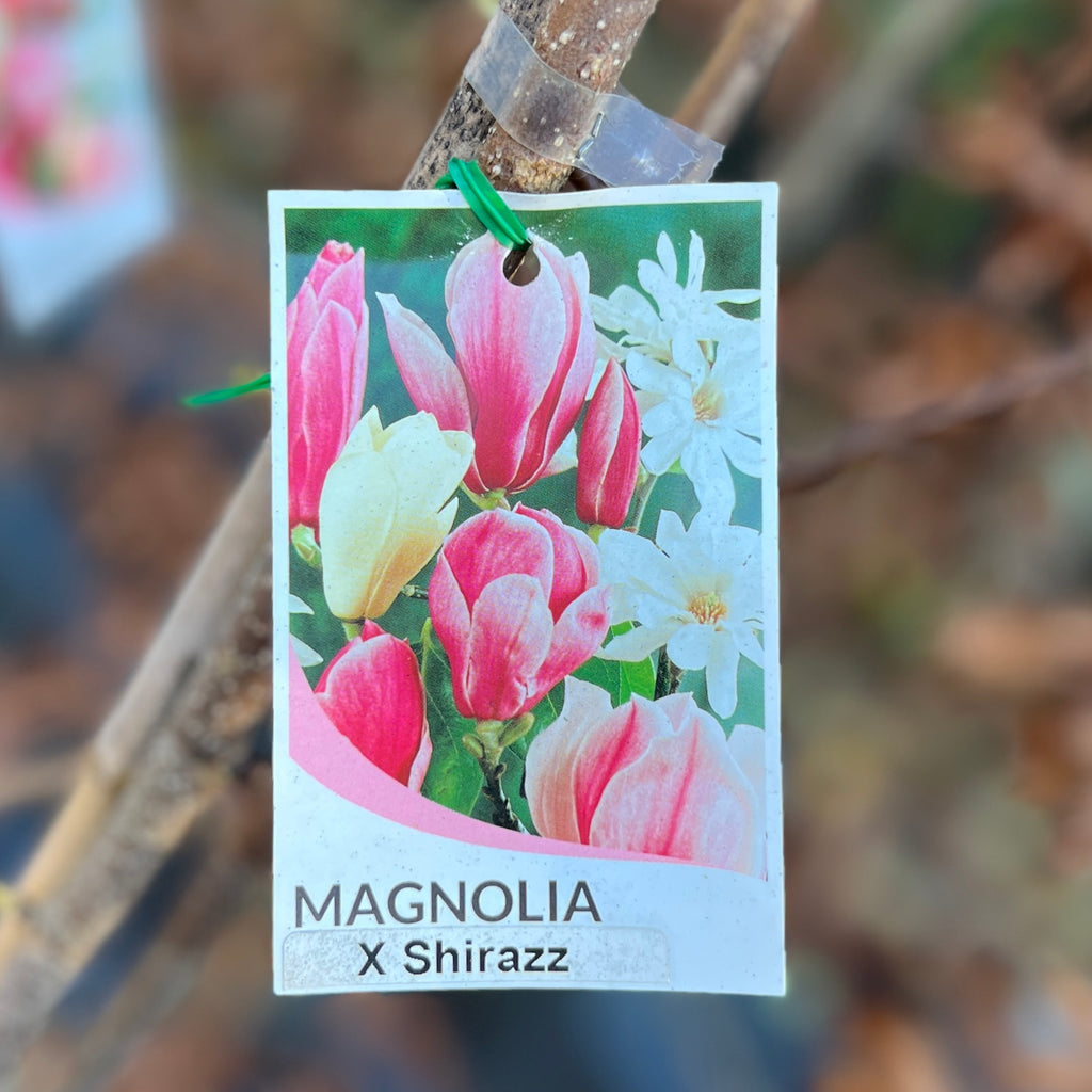 Magnolia Shirazz - 25cm Pot