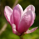 Magnolia Shirazz - 25cm Pot