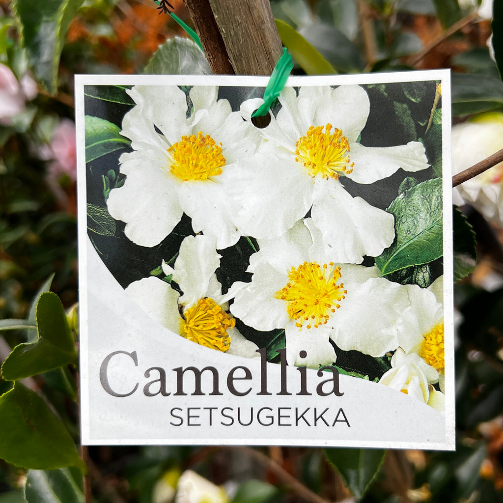 Espaliered Camellia Setsugekka - 30cm Pot
