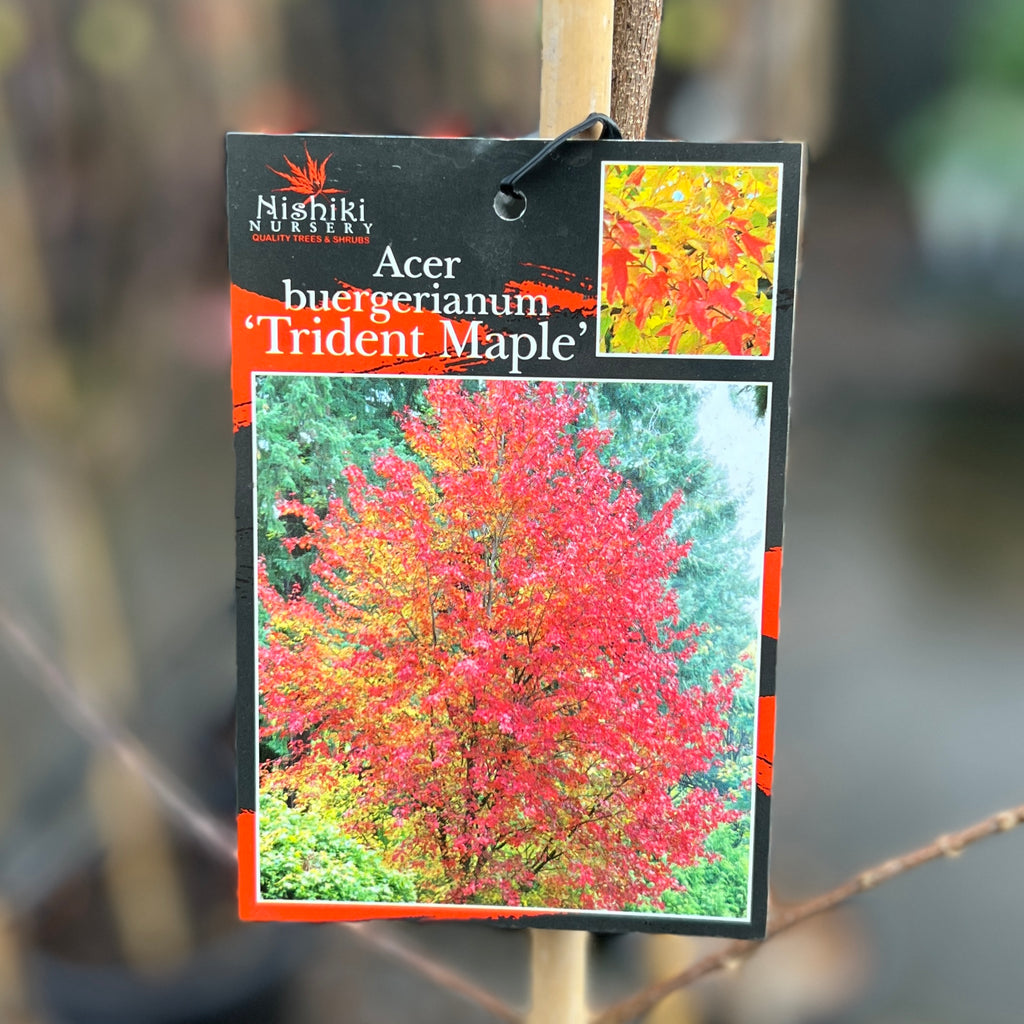 Trident Maple - 25cm Pot