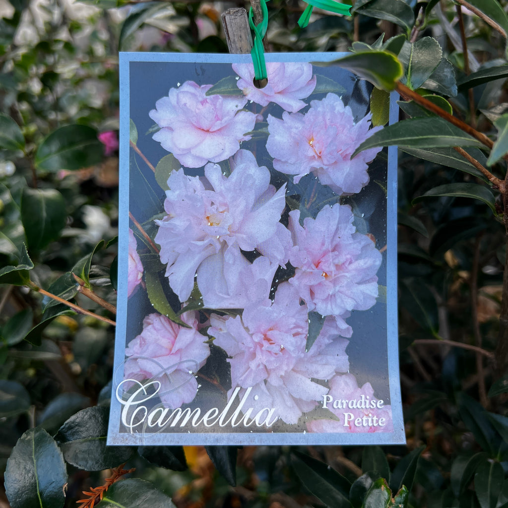 Camellia Paradise Petite - 20cm Pot