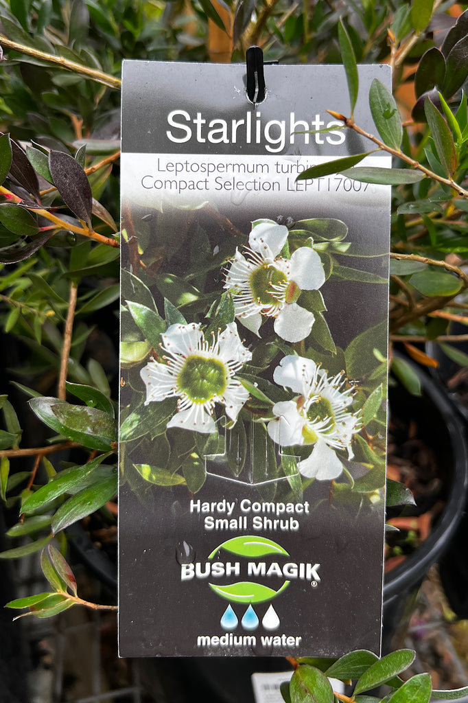 Leptospermum Starlights - 20cm Pot