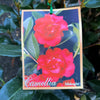 Camellia Japonica Midnight - 20cm Pot