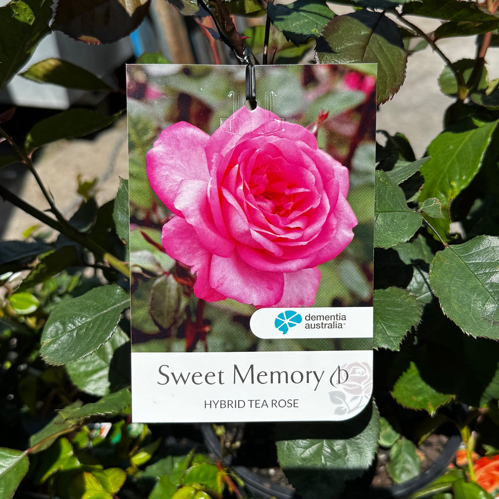 Bush Rose Sweet Memory - 20cm Pot