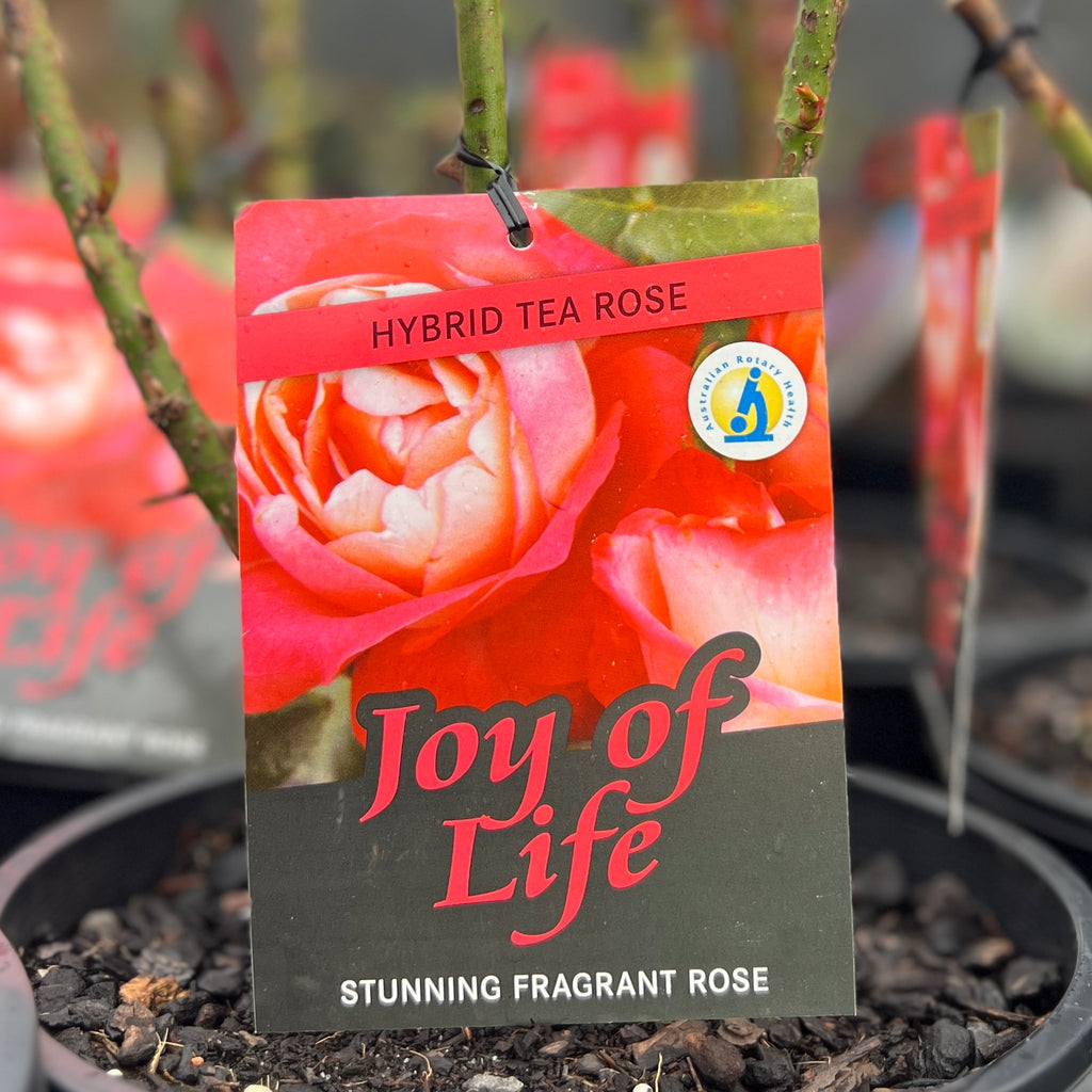 Bush Rose Joy Of Life - 20cm Pot
