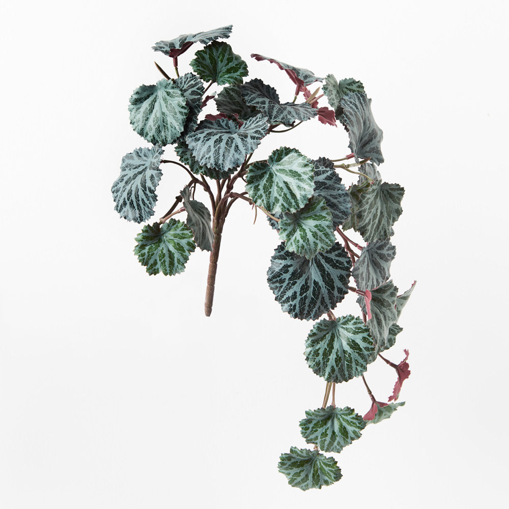 Saxifraga Hanging Bush - Dark Green 40cm