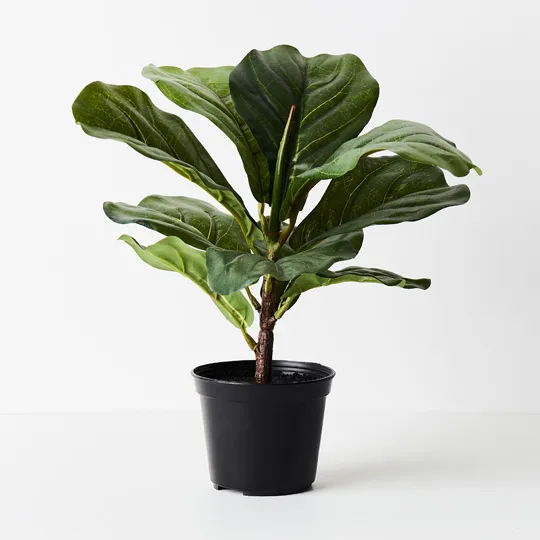 Fiddle Leaf Plant - 30cmh