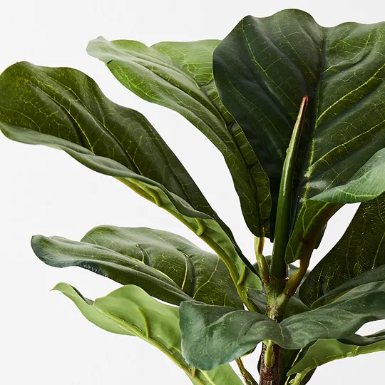 Fiddle Leaf Plant - 30cmh