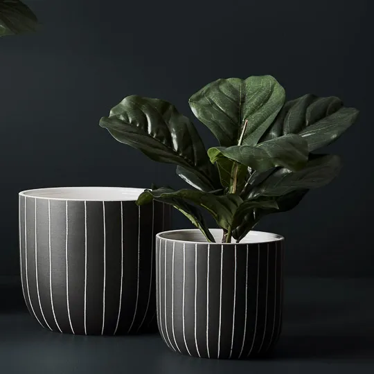 Fiddle Leaf Plant - 30cmh