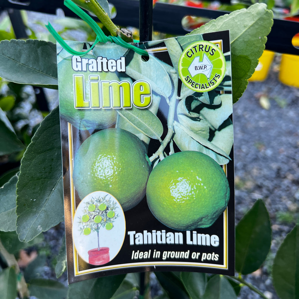 Lime Tahitian - 5L Pot