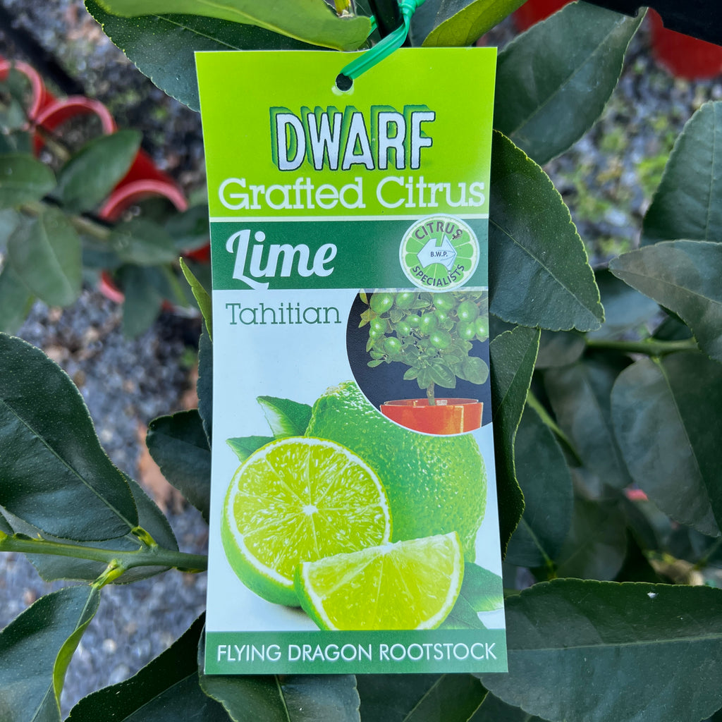 Dwarf Tahitian Lime - 5L Pot