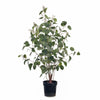 Eucalyptus Bush Seed Plant 128cm