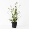 Kangaroo Paw Plant - Grey 60cm