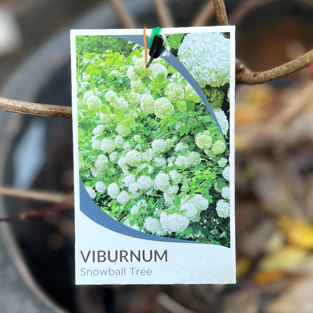 Viburnum Opulus Snowball Tree - 25cm Pot