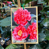 Camellia Dr Clifford Parks - 18cm Pot