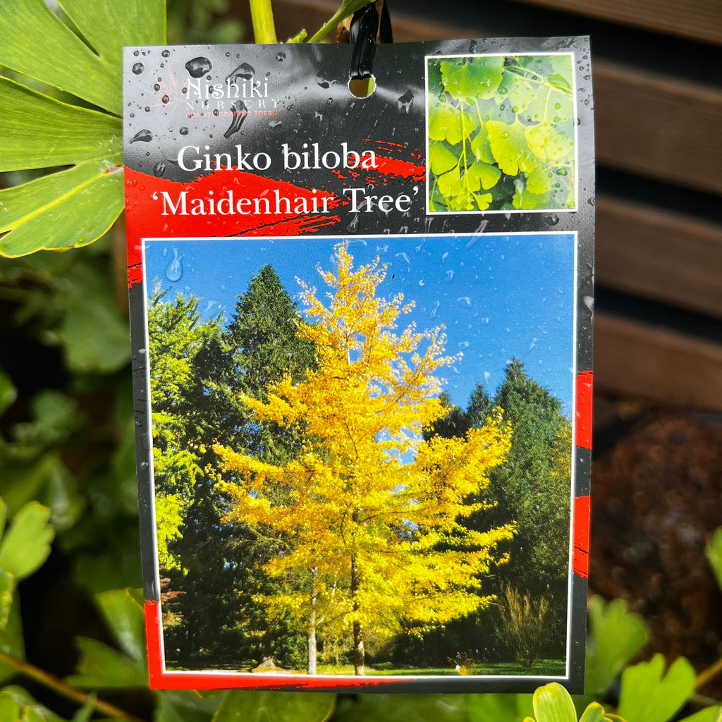 Ginkgo Biloba Maidenhair Tree - 25cm Pot