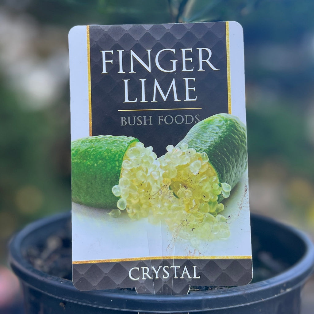 Finger Lime Crystal - Grafted 20cm Pot