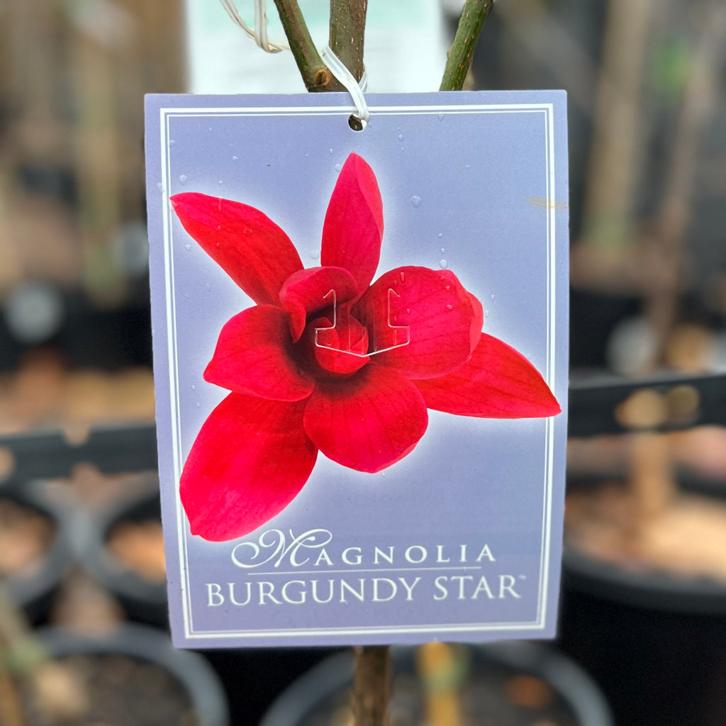 Magnolia Burgundy Star