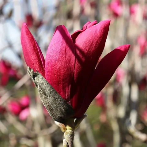 Magnolia Burgundy Star