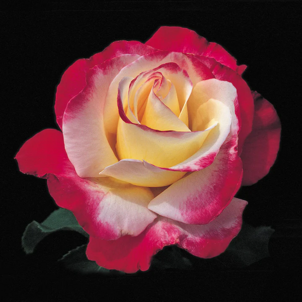 Standard Rose Double Delight - 3ft | 23cm Pot