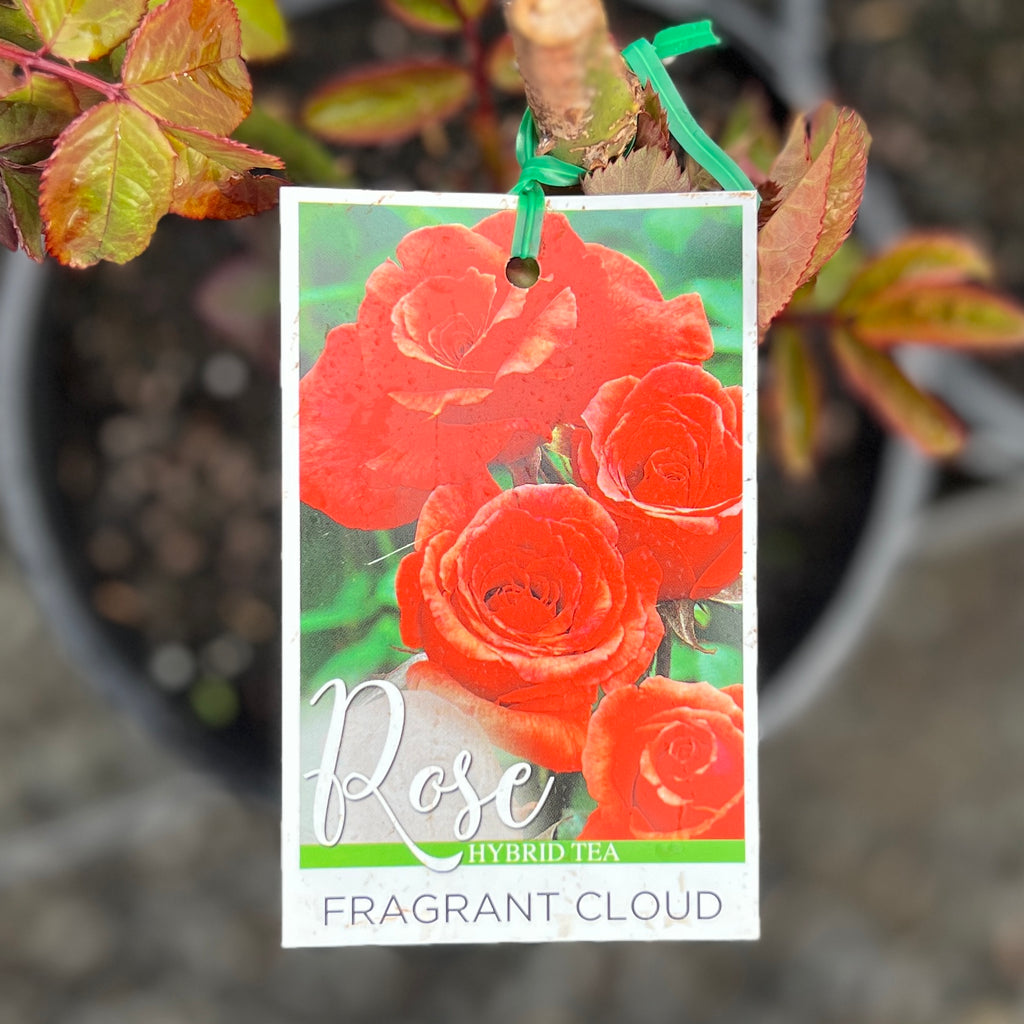 Standard Rose Fragrant Cloud - 3ft | 23cm Pot