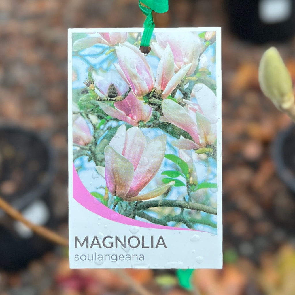 Magnolia Soulangeana Pink - 20cm Pot