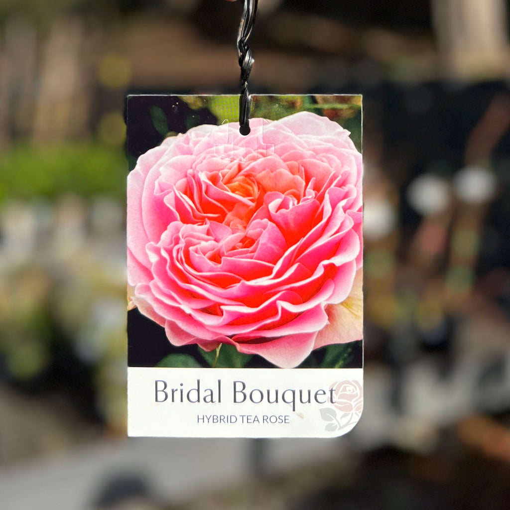 Bush Rose Bridal Bouquet - 20cm Pot