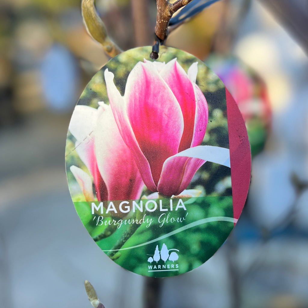 Magnolia Burgundy Glow - 25cm Pot