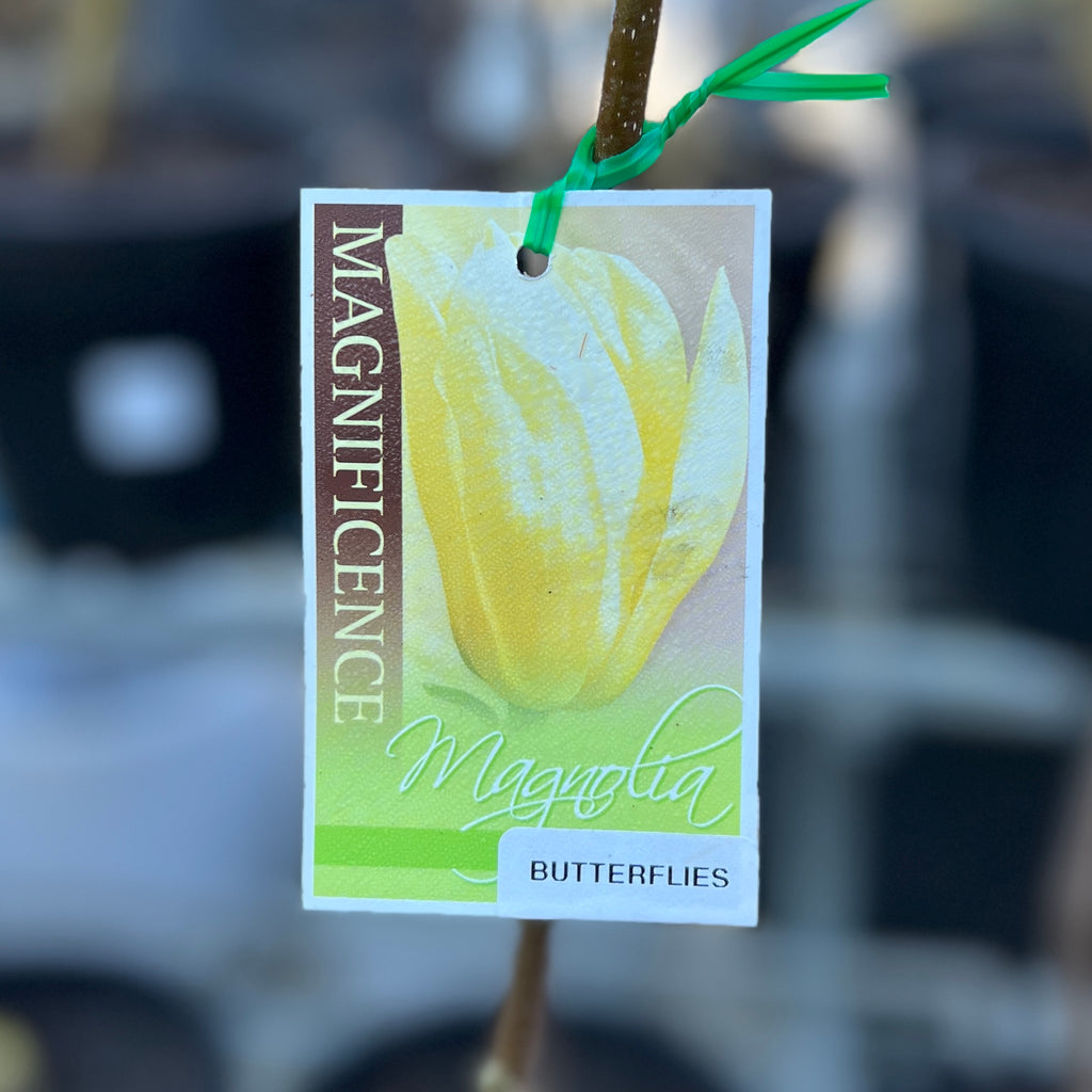 Magnolia Butterflies - 25cm Pot