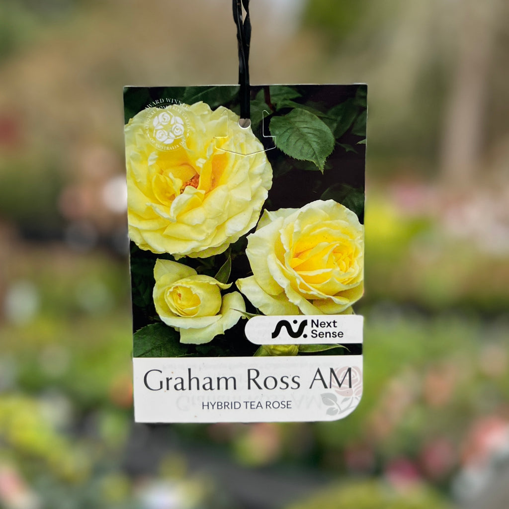 Bush Rose Graham Ross - 20cm Pot