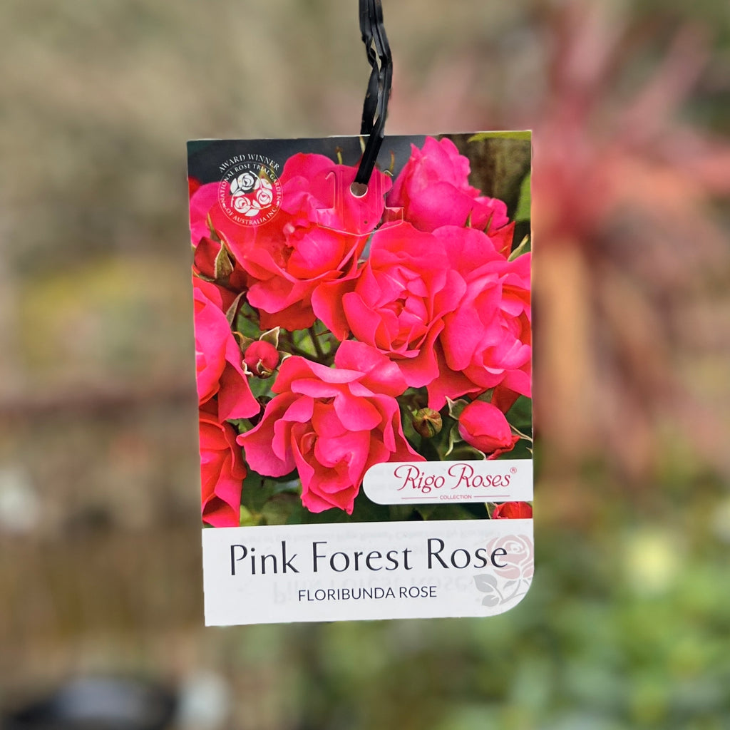 Bush Rose Pink Forest - 20cm Pot