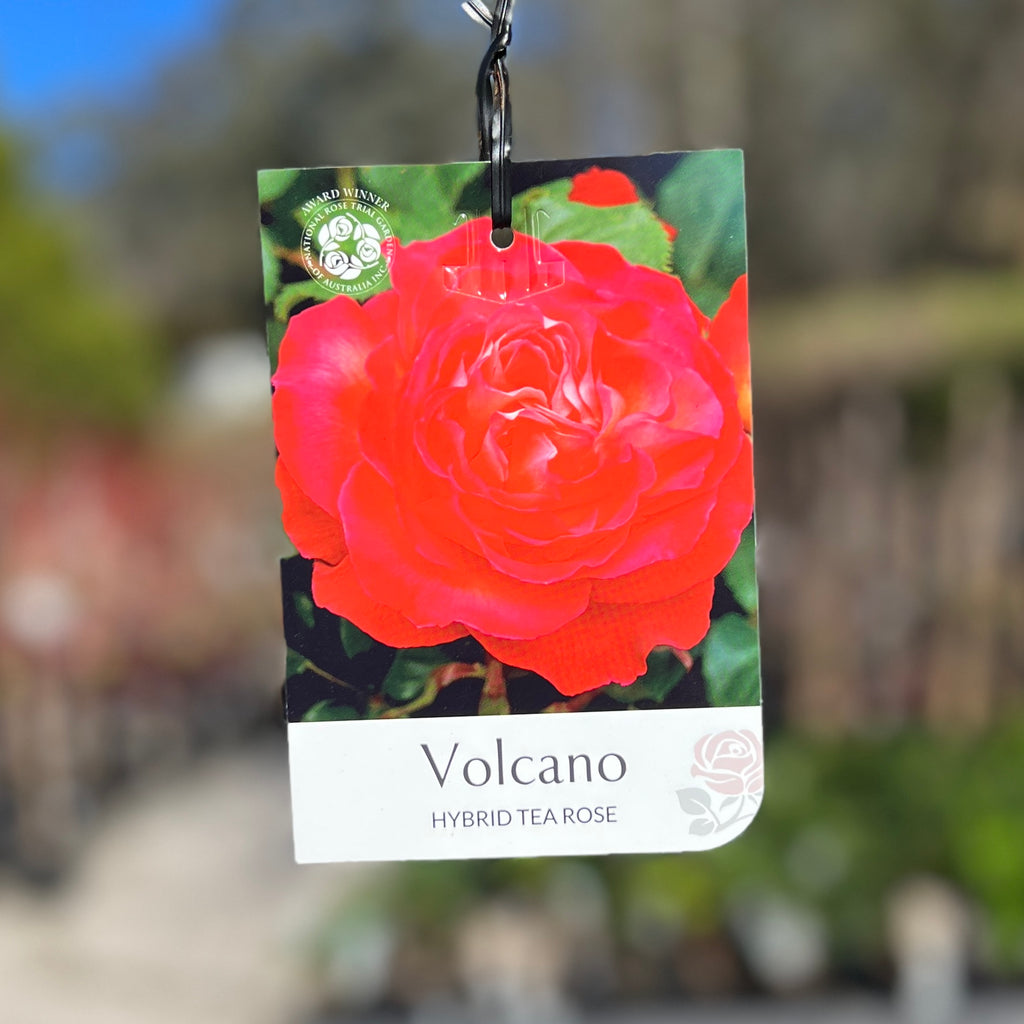 Bush Rose Volcano - 20cm Pot