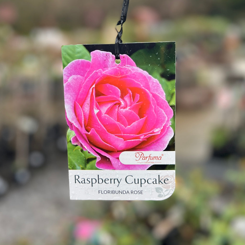 Bush Rose Raspberry Cupcake - 20cm Pot