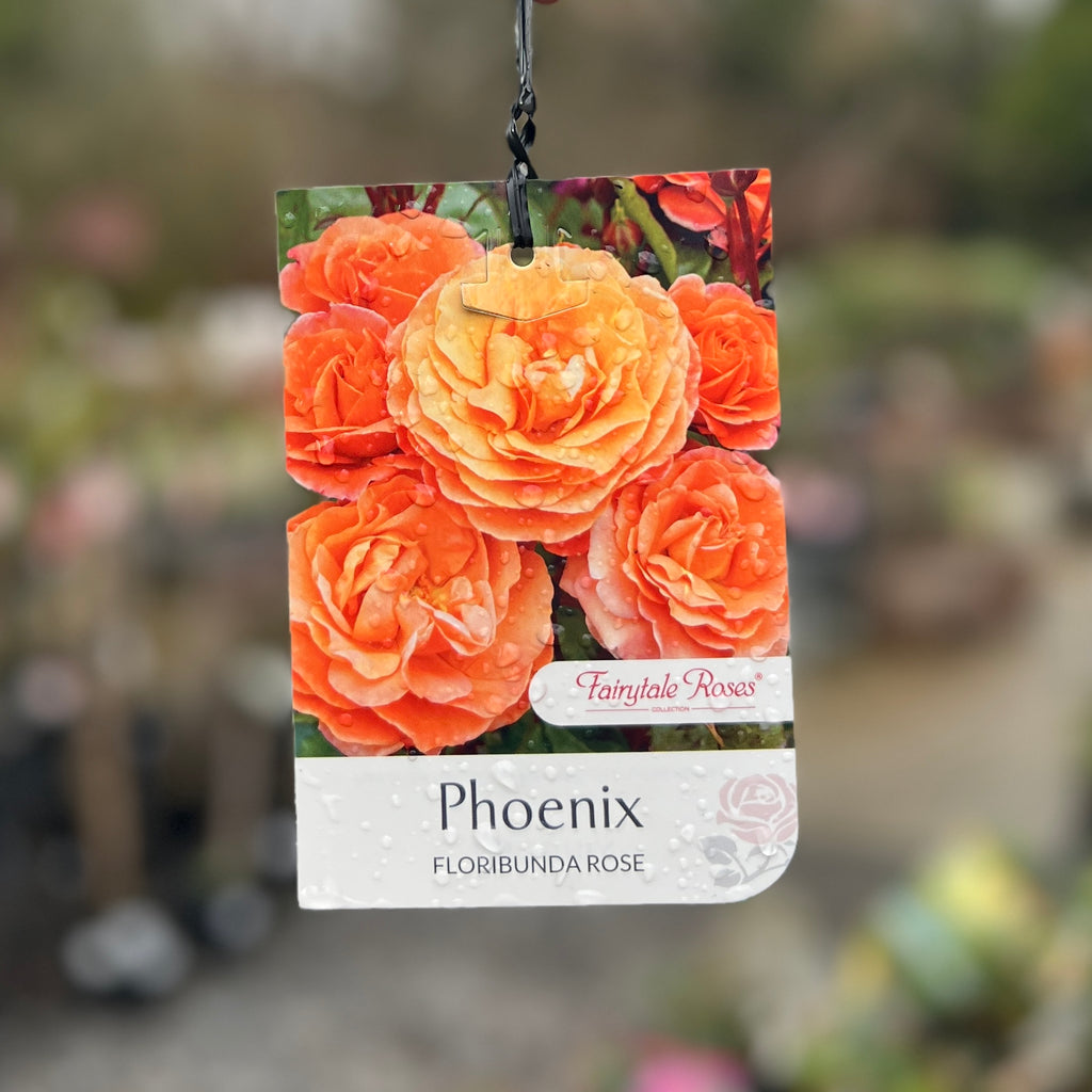 Bush Rose Phoenix - 20cm Pot