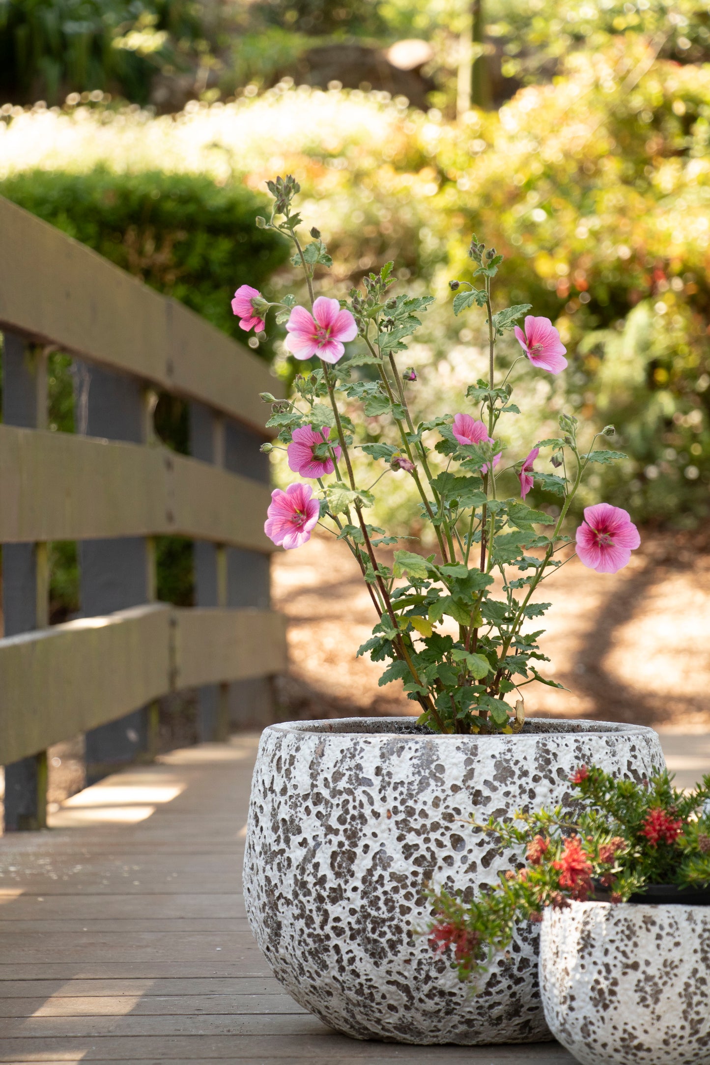 Gorgeia Mini Planter - White Coral