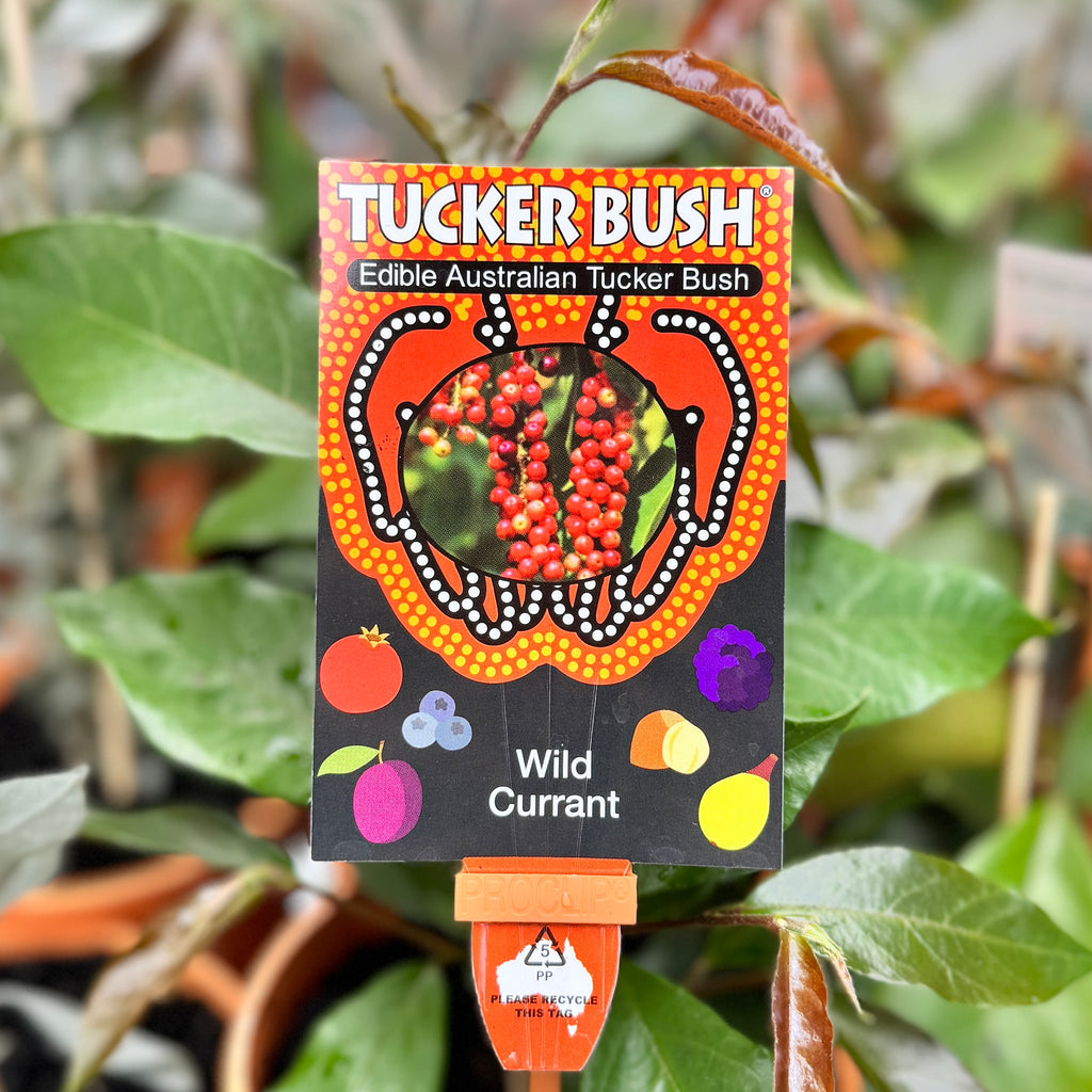 Tucker Bush Antidesma Wild Currant - 14cm Pot